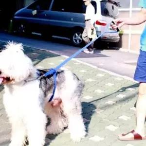 [반려] 강아지 리드줄 목줄 개줄 훈련용 애견 반려견 줄