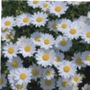 씨앗 마가렛 종묘사 2000립 씨 종자 꽃씨 야생화 품종