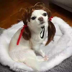 양갈래 강아지가발 애견코스프레 분장 애견가 헤어 동물가 고양이 고양이가 모발