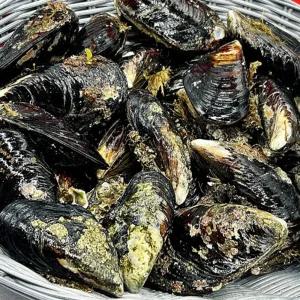 대 담치 자연산 홍합 6kg