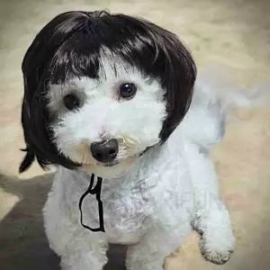 단발 강아지가 동물소품 애견 동물가 가애견가발 펫패션 고양이가