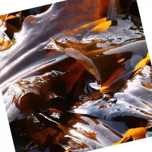 VB 건다시마 파지 완도 500g 해조류