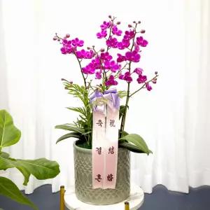 결혼식장 축하 서양란(만천홍)MTFC102