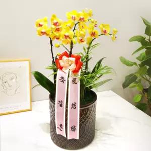 결혼식장 축하 서양란(선셋)MTFC101