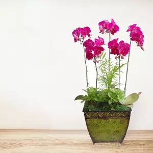 핑크 호접란MTFF033