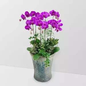 핑크 호접란MTFF031