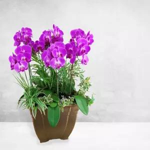 핑크 호접란MTFF030