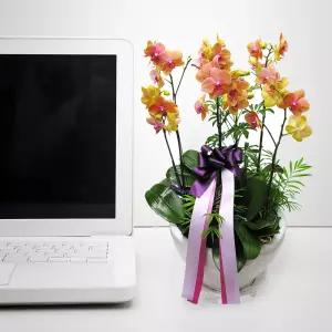 오렌지 호접란MTFF029