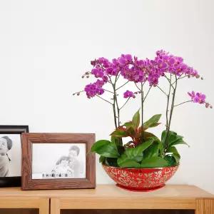 미니호접란MTFF015