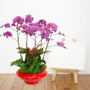 미니호접란MTFF012