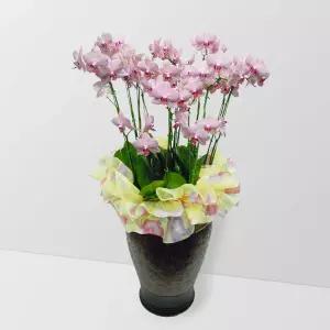 무늬미니호접란MTFF011