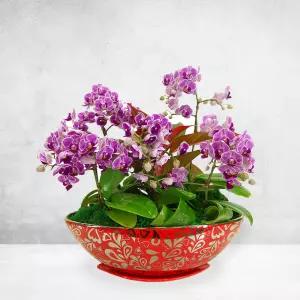 무늬미니호접란MTFF010