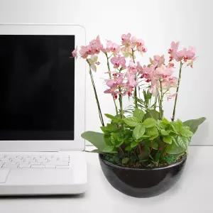 무늬미니호접란MTFF009