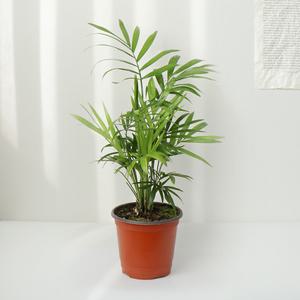 테이블야자 실내공기정화식물 먼지제거식물 수경재배