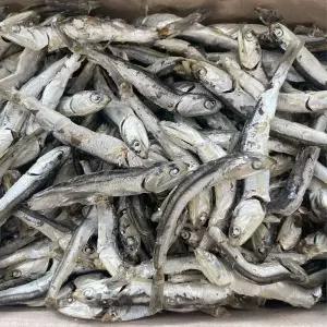 울돌목 국내산 식당용 굵은 다시멸치 1.5kg 육수용