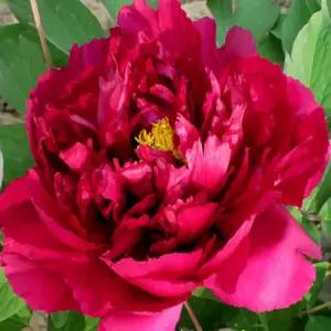 우금요휘 수입겹목단 3지 겹꽃 목단나무 모란 묘목 개화주 봄꽃 정원조경나무 노지월동 (목하원예조경)