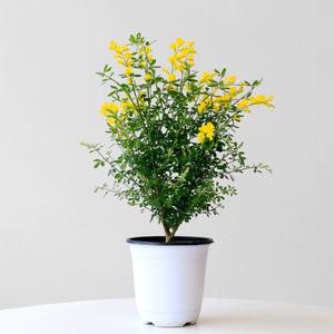 애니시다 중형 꽃 모종 봄꽃 앙골담초 인테리어 실내공기정화식물