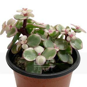 칼라아악무 핑크 아악무 무늬 사랑무 미니 다육이 화분 플랜테리어 소품