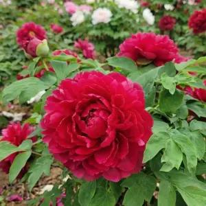 풍성한 겹꽃우금요휘 3지 겹목단나무 모란 묘목 개화주 봄꽃 정원조경나무 노지월동 (목하원예조경)