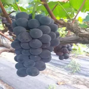 포도나무묘목 거봉포도나무 삽목1년생