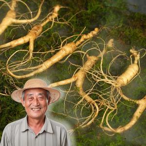 삼삼인 5년근 6년근 산삼 산양산삼 장뇌삼 산양삼