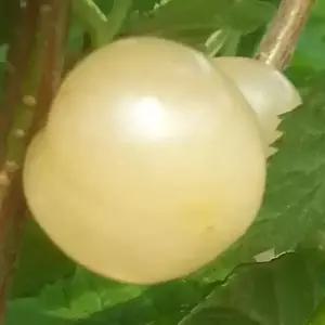 [충북농원] 백앵두 앵두나무 묘목 - 1년생 접목묘