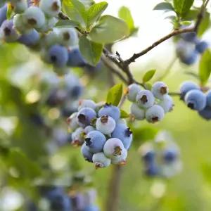 [충북농원] 스프링하이 블루베리 블루베리나무 묘목 - 포트묘