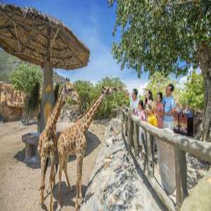 대구出/비엣젯항공VJ871 #쉐라톤나트랑 #빈원더스 #호핑투어 #오전출발3박5일