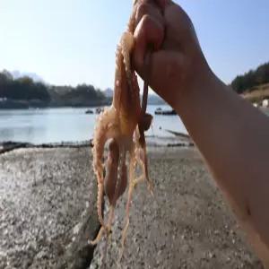 국내산 횟감용 산낙지 특대 생물 활낙지 탕탕이 볶음 덮밥 회 연포탕 호롱구이 제철 별미 술안주 캠핑