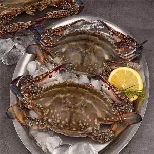 [물맛남]26년 봄제철 서해안 활 암꽃게 1kg 4-6미(얼음포장)