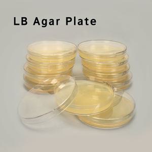 LB Agar Plate / 대장균배지 10ea 1세트/ 1PK / 생배지 / Plate Count Agar / 일반세균