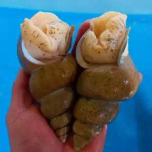 [봉선생수산] 동해안 자연산 백골뱅이 1kg - 소