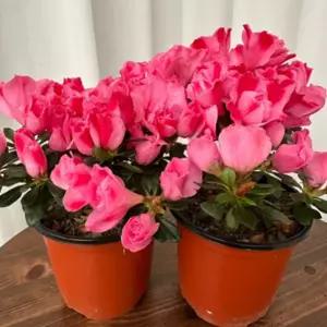 아젤리아 꽃 봄꽃 철쭉 연산홍 향기나는 화분 야생화 종류 식물 1+1