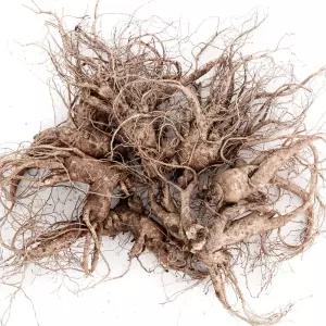 (세척)인삼수삼 오쿠홍삼용 대난발 8뿌리내외