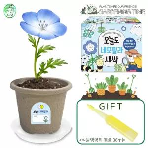 [식물영양제선물]오늘도 새싹 - 지피포트 네모필라 키우기 / 모종 원예체험 재배 식물키우기