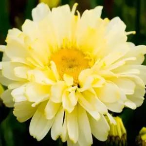 겹샤스타데이지 (이자벨 노랑꽃) 모종 15cm포트 1개/여름꽃