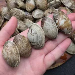 국내산 통통 왕바지락 2kg