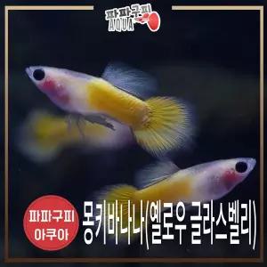 파파구피아쿠아 몽키바나나 (몽바/옐로우 글라스벨리) 암수 1쌍