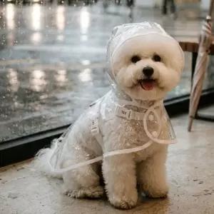 강아지 우비 비옷 레인코트 판초 1개 투명 L