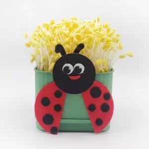 글로벌이지 뚝딱 콩나물 키우기 키트 사각시루