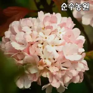 분홍설구화나무 묘목, 핑크오데마리 삽목1년 뿌리 1개/수구화/꽃나무