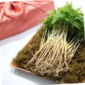 유황 새싹삼 대 30cm 내외 50뿌리 선물 포장 건강식품