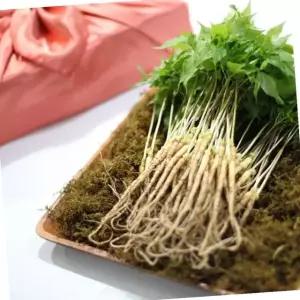 유황 새싹삼 소 20cm 내외 50뿌리 선물 포장 건강식품