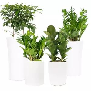 공기정화 관엽식물 반려식물 개업식 화분 집들이 축하선물 오만플라워