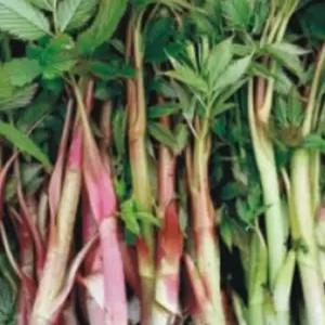 식물 삼나물 눈개승마 배초향 나물류 종자 품종 씨앗