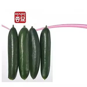 씨앗 오이씨앗 아시아미인 10립 오이종자