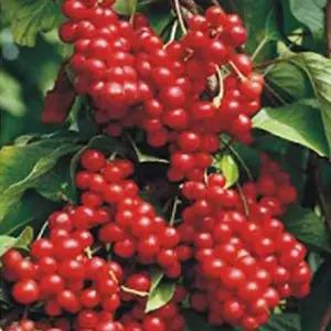 새싹키우기 한국 오미자 재래종 차 원예 씨앗 품종 종자 100립