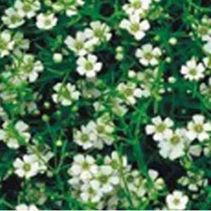 정원꾸미기 안개꽃 씨앗 야생화 꽃씨 종자 품종 정원 700g