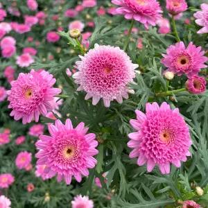 새시더블 딥로즈 목마가렛 소형 야생화 꽃모종 반려식물 화단가꾸기