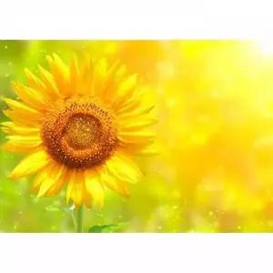 TBZ 가을 해바라기 1 (패브릭) 보석십자수 사각 40x50